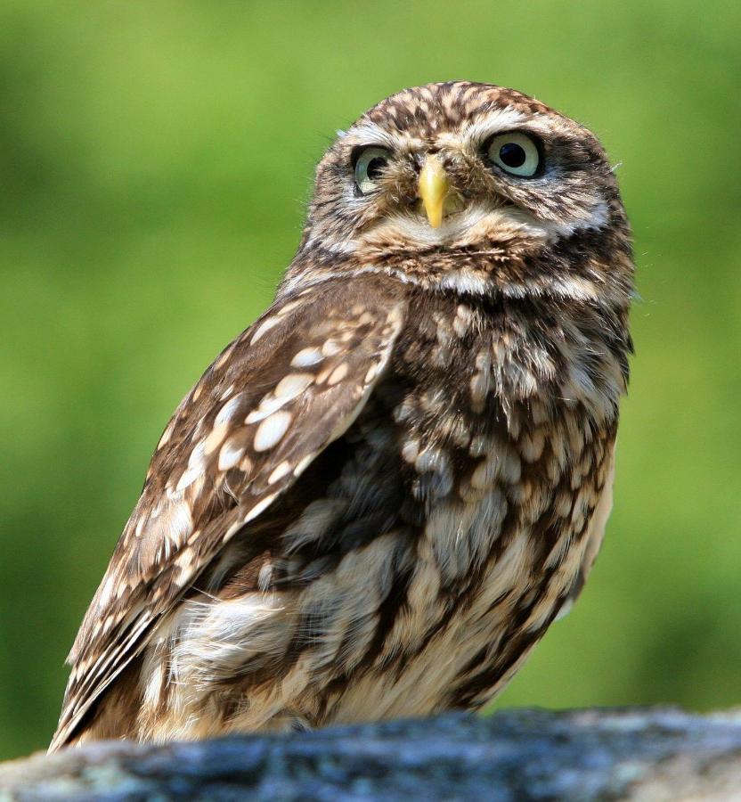 Little Owls Nest Holiday Home ويزبيتش المظهر الخارجي الصورة